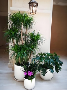 寻找镇海优质植物租赁？这家千万别错过！