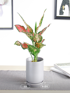 宁波慈溪花木租赁设计