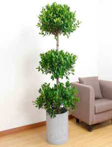 鄞州花木租摆专业